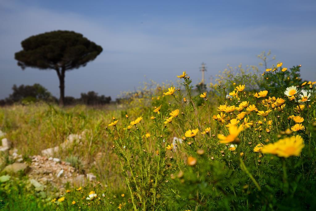 Bed and Breakfast Bonjour Morciano di Leuca Exteriér fotografie